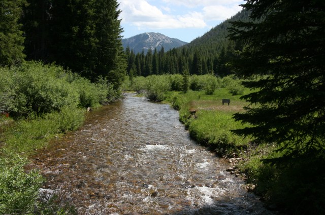 Moose Lake MT creek