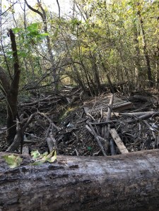 11-nov-25-black-friday-at-the-heard-2